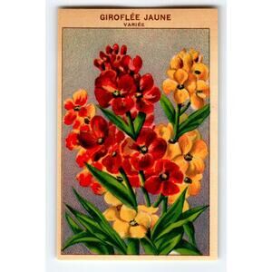 1920's Flower Seed Art Print GIROFLEE JAUNE Lithograph Original Vintage Unused